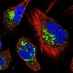 TRAF3IP2 Antibody, Novus Biologicals 25 &mu;L; Unlabeled:Antibodies, Polyclonal